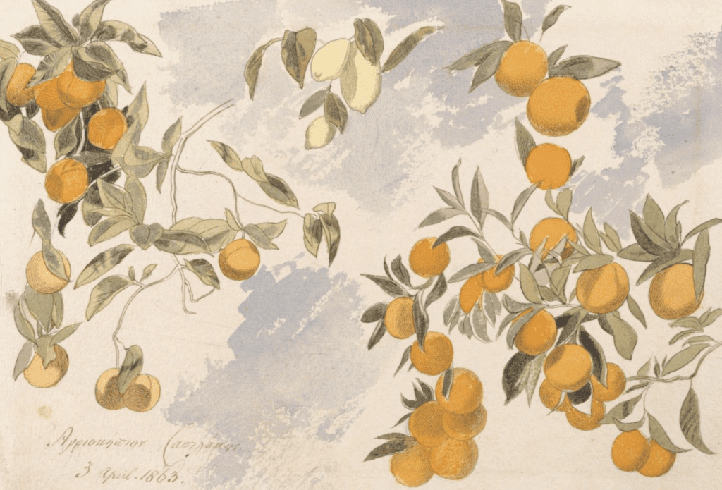 oranges free art